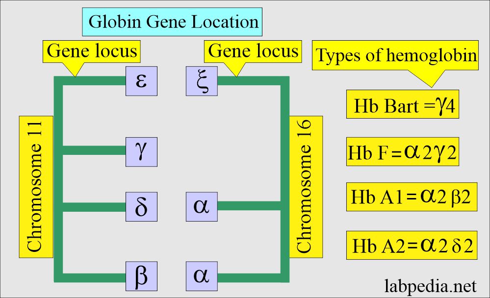 Thalassemia: Hb gene locus encoding