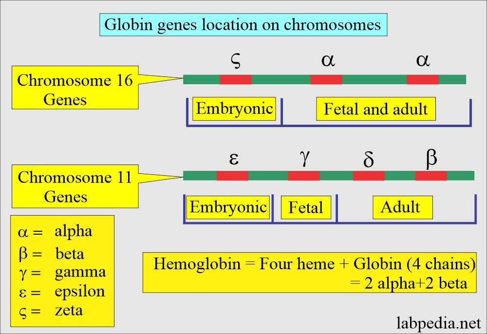 Hemoglobin gene's location