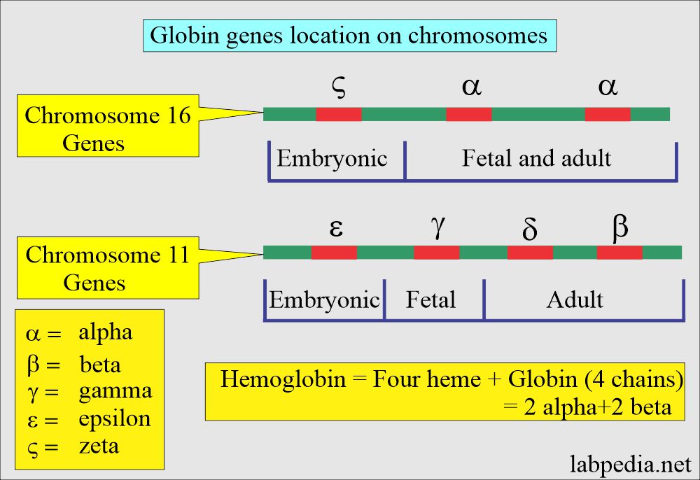 Hemoglobin gene location