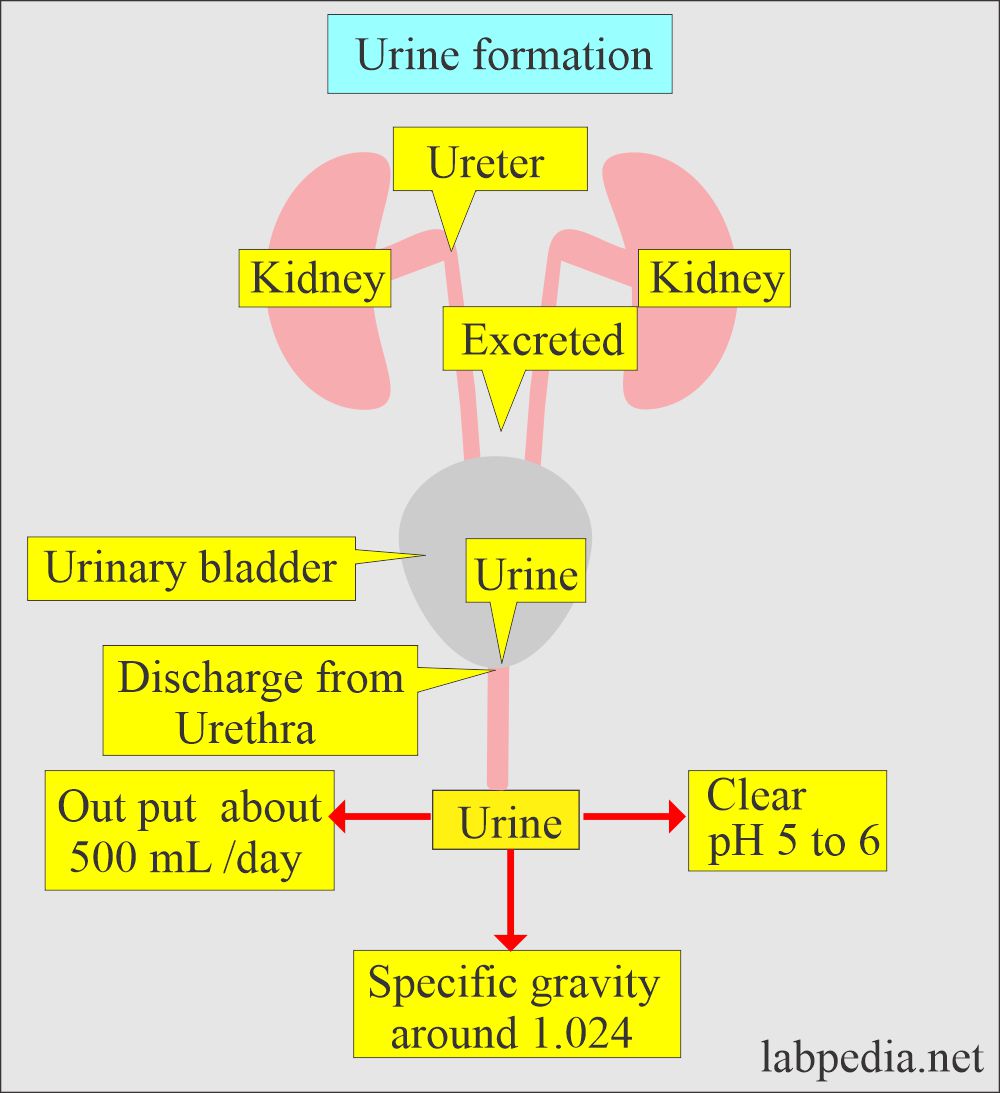 Urine samples: Urine formation and excretion