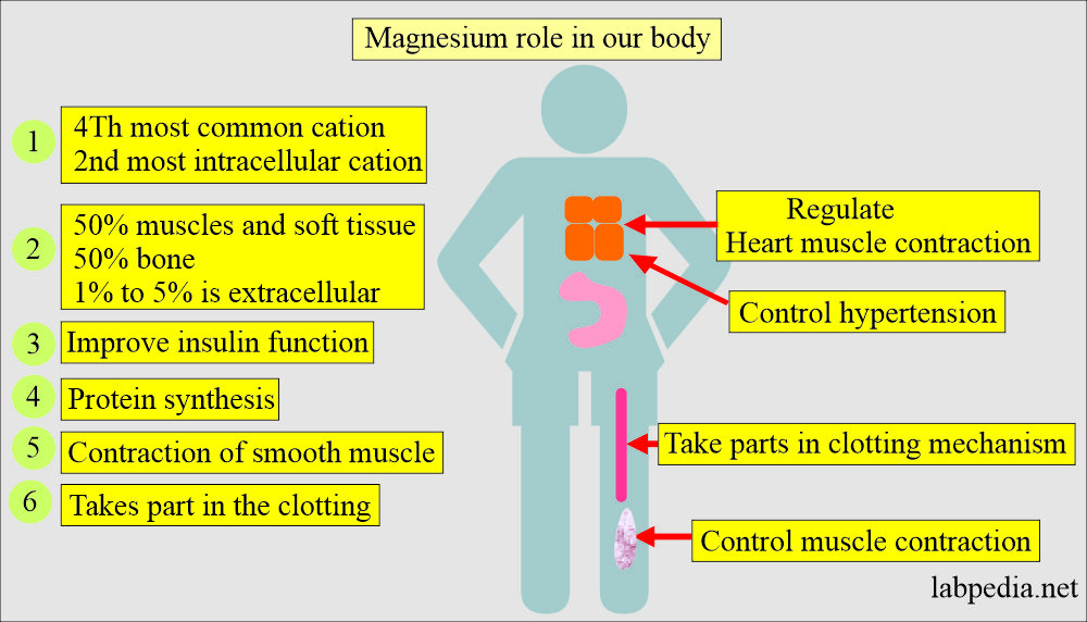 Magnesium role in the body