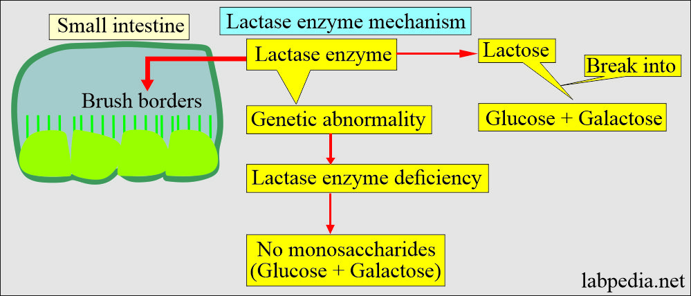 Lactase enzymes deficiency mechanism