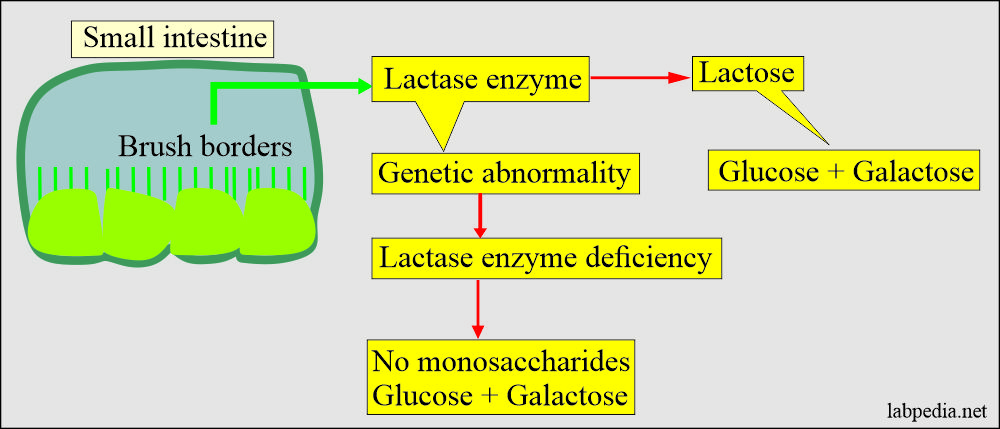 lactase enzyme diagram