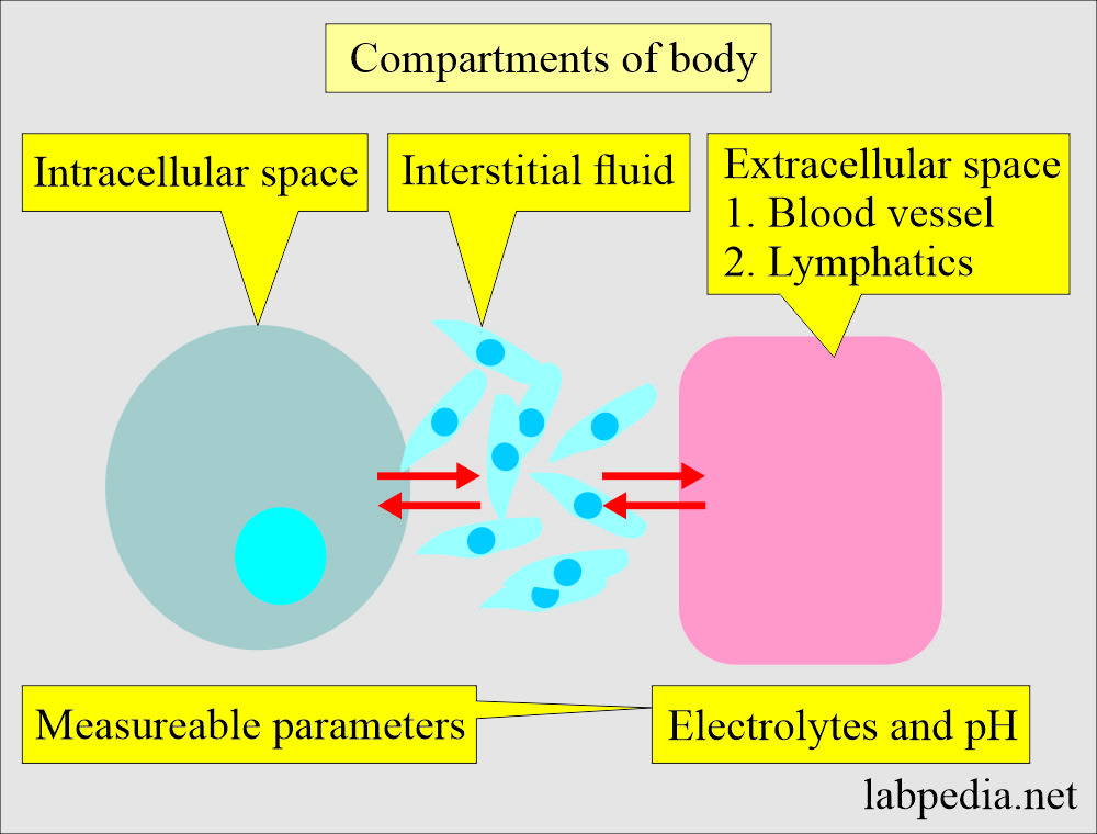 Acid-base balance: Compartments of body