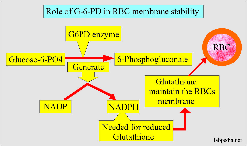 Glucose-6-Phosphate Dehydrogenase Deficiency Anemia: G6PD role for RBCs