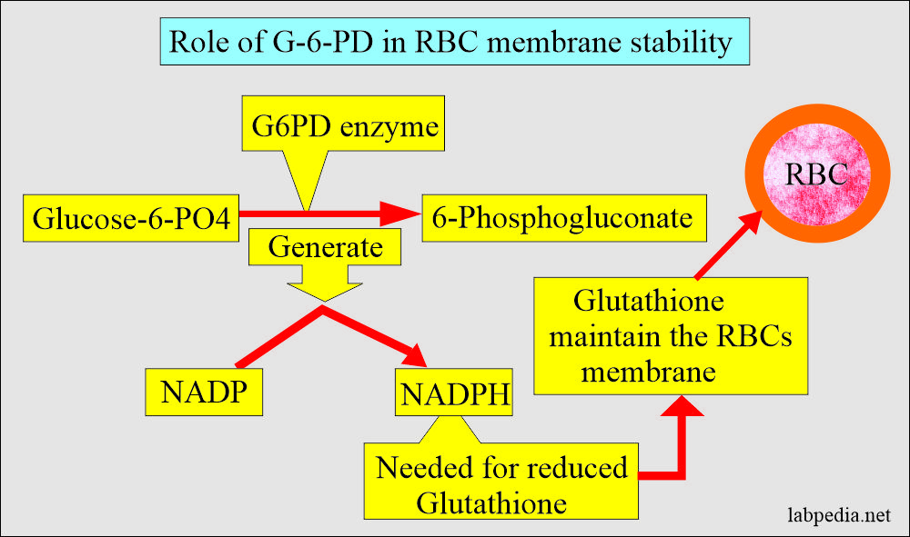 G6PD role for RBCs