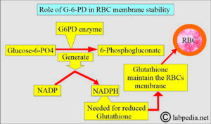 Anemia:- Part 10 - Glucose-6-Phosphate Dehydrogenase Deficiency (G6PD ...