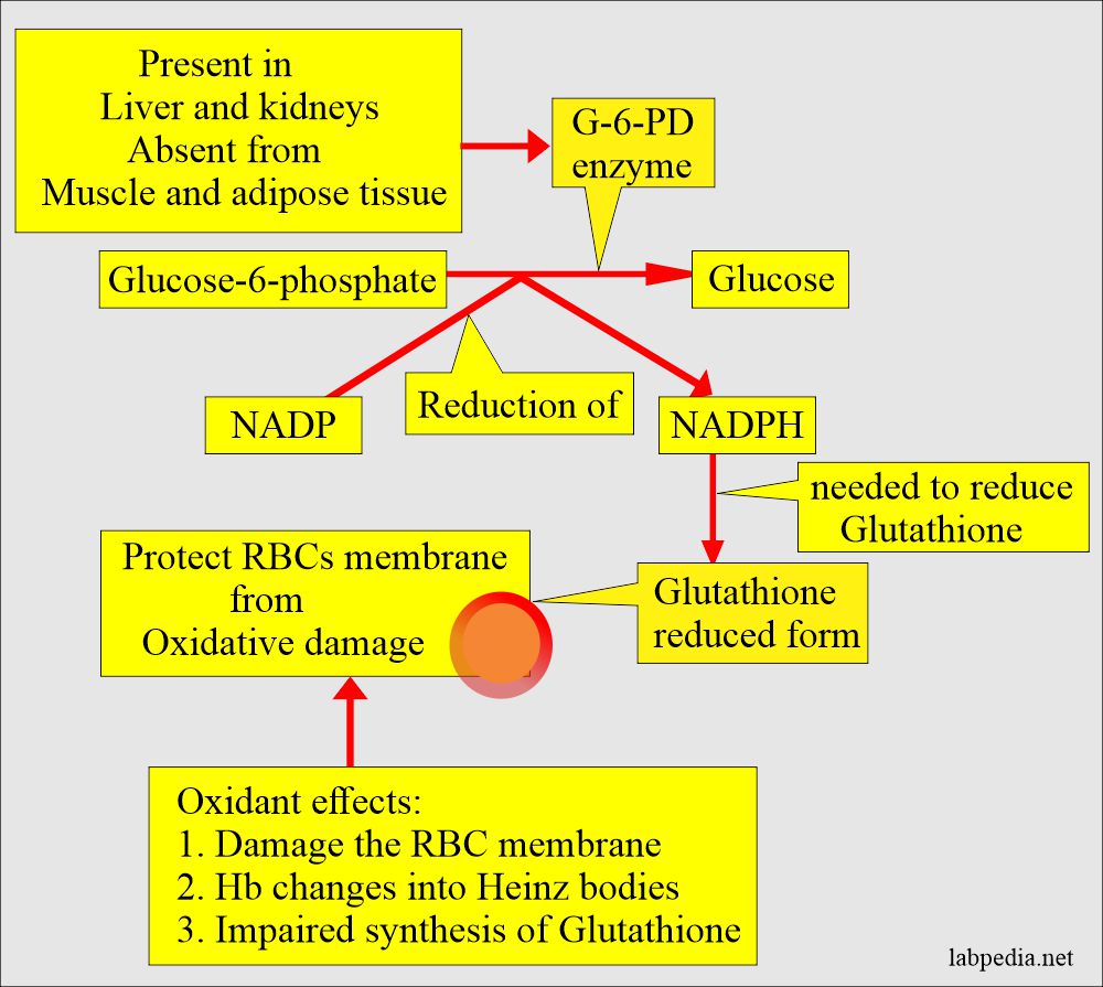 G6pd deficiency mechanism of damage