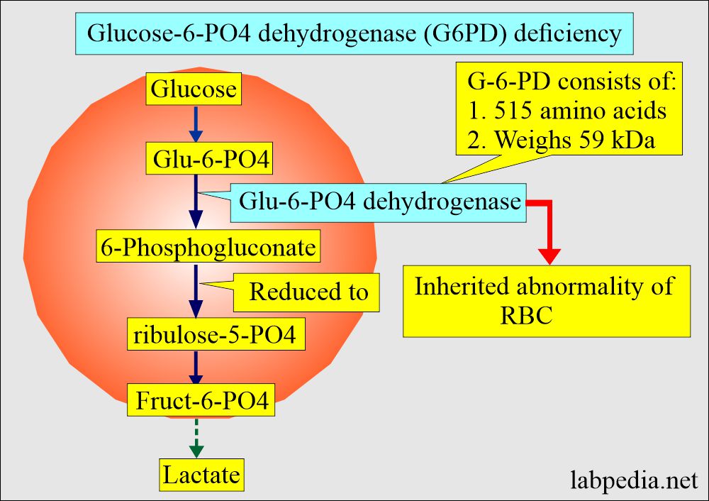 Glucose-6-PO4 Dehydrogenase enzyme role in the RBC membrane integrity