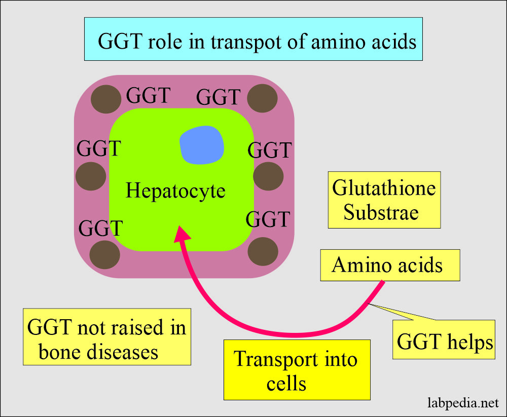 GGT role for amino acids transport