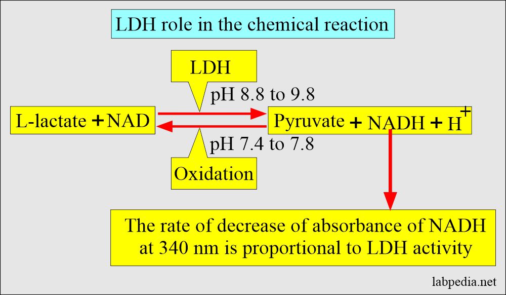 LDH role in chemical reactions