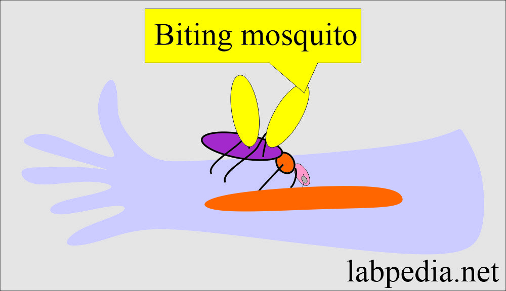 Insect biting