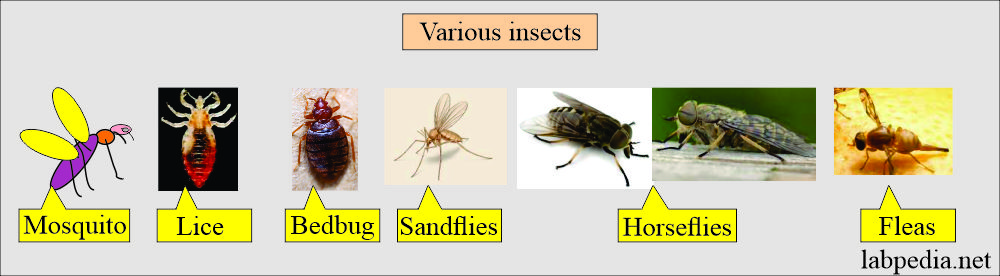 Various types of Insects 