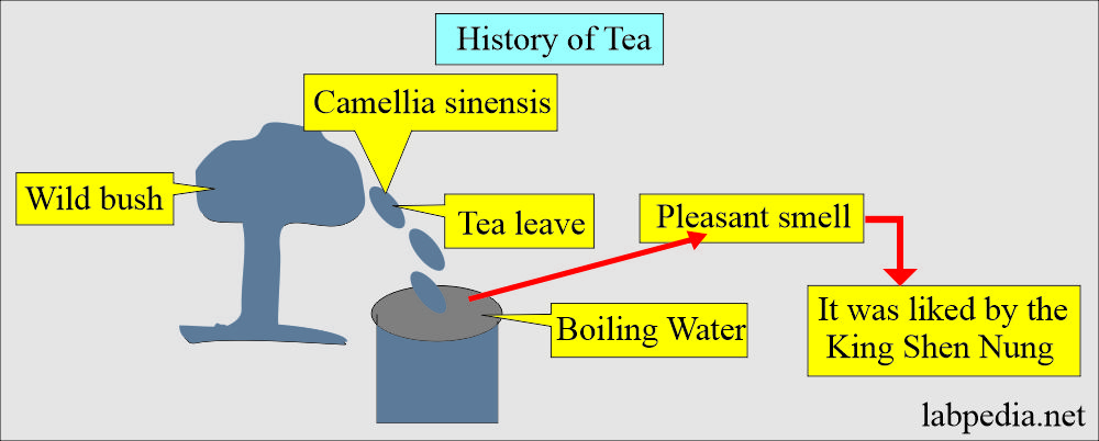 History of Tea leaves and discovery