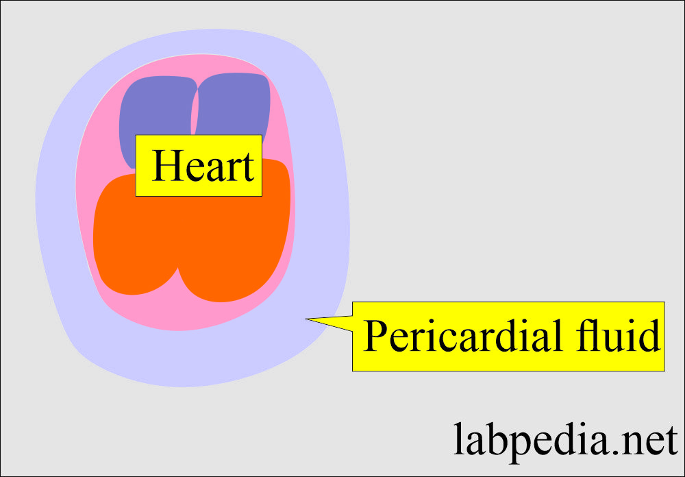 Pericardial fluid