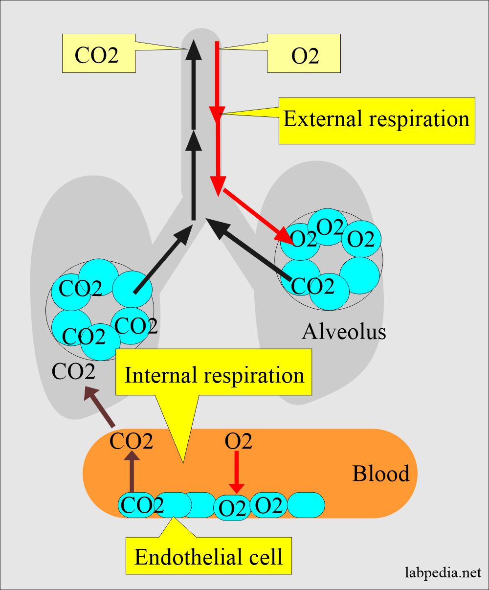 Acid-base lung role of respiration