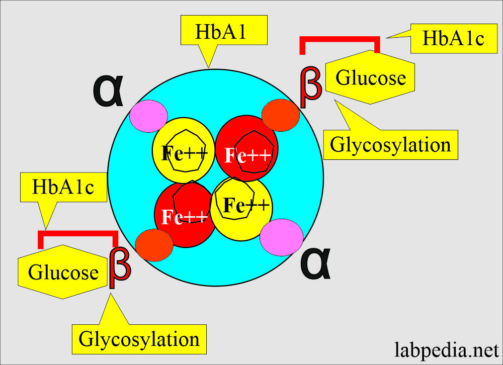 HbA1c structure