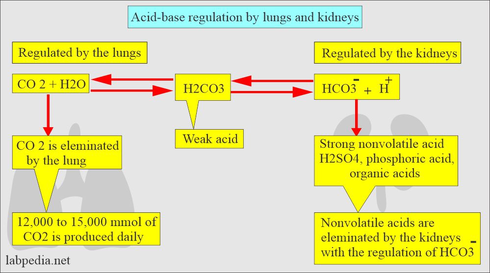 Acid-base balance by lungs and kidneys