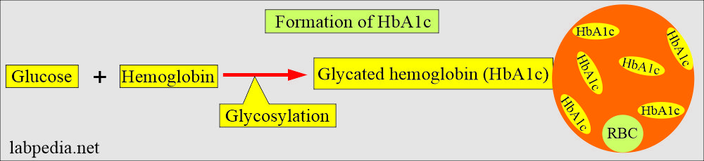 HbA1c formation