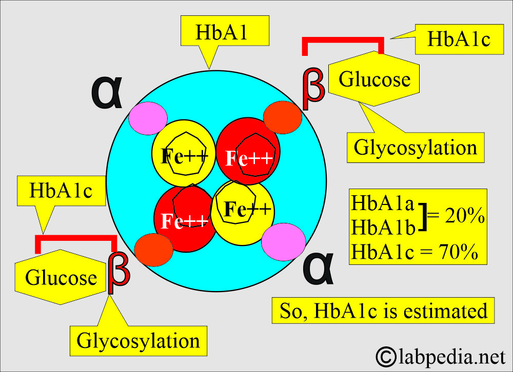 HbA1c structure and function HbA1c structure and function