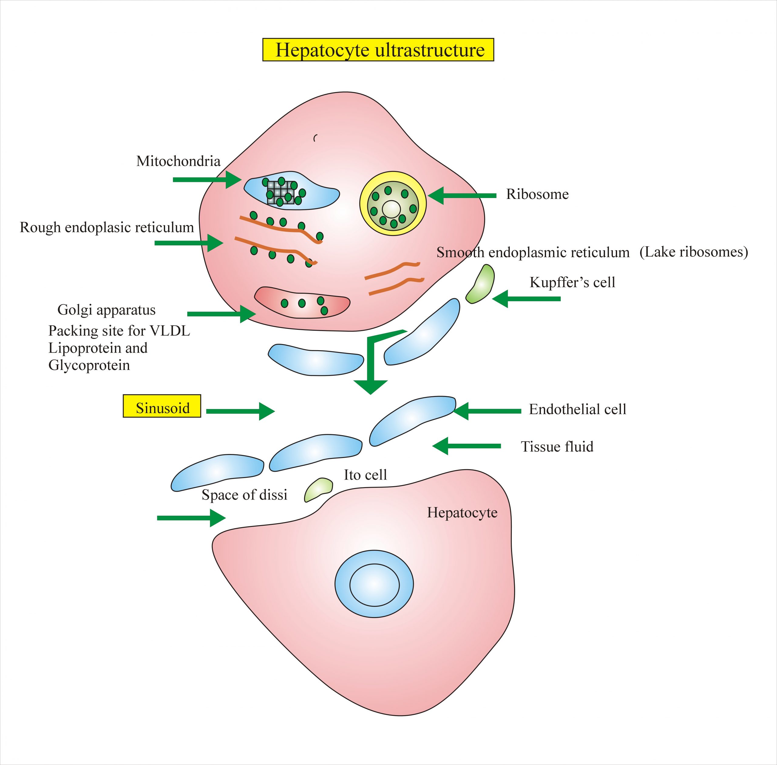 liver histology hepatocytes